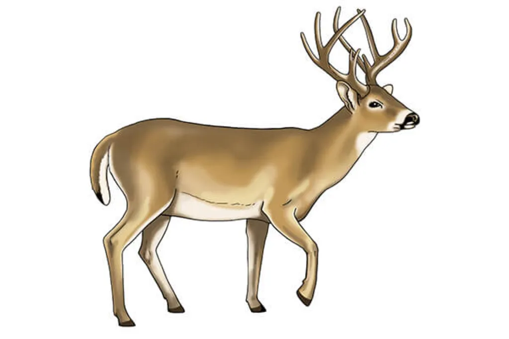 Oh Deer!