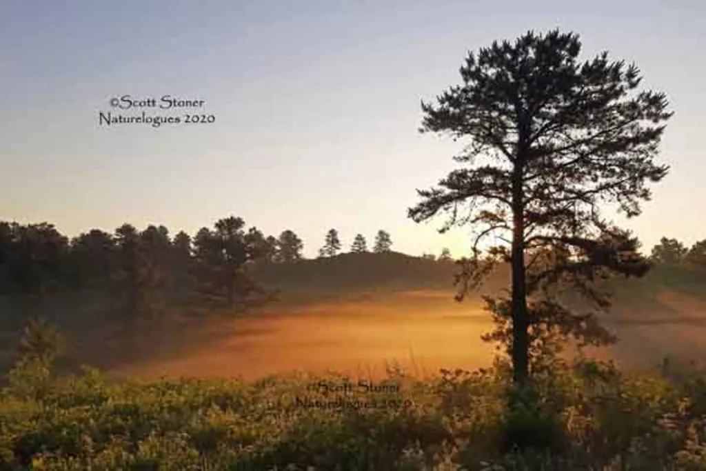 Picturing the Pine Bush: Creating Memorable Photos of this Special Place