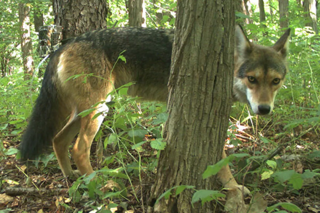 Cunning Coyotes