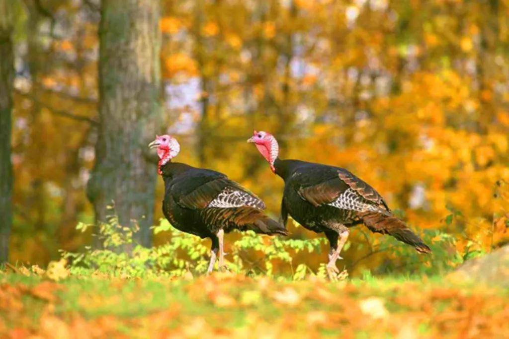 Pine Bush Pups: Wild and Wiley Turkeys