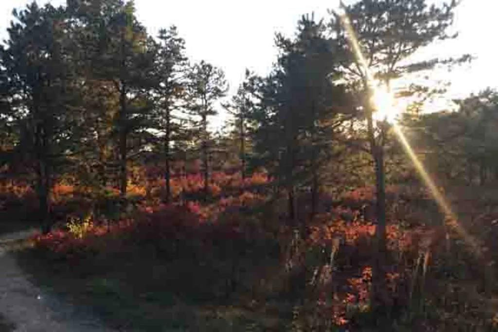 Discover the Pine Bush