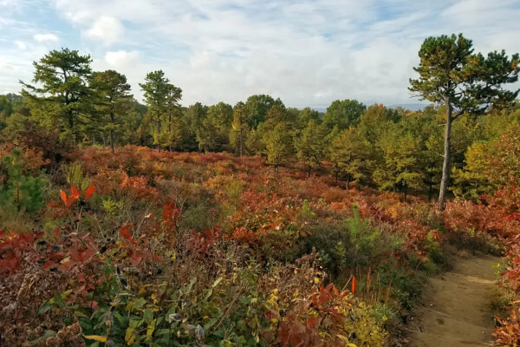 Thankful Walk