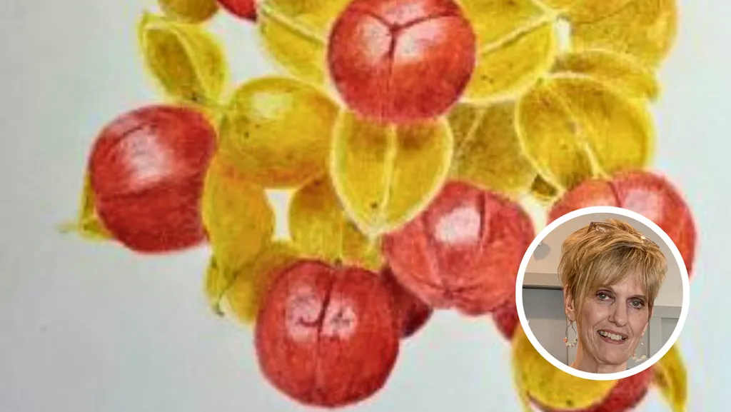 Botanical Drawing with Colored Pencils- Bittersweet with Nancy Lyons