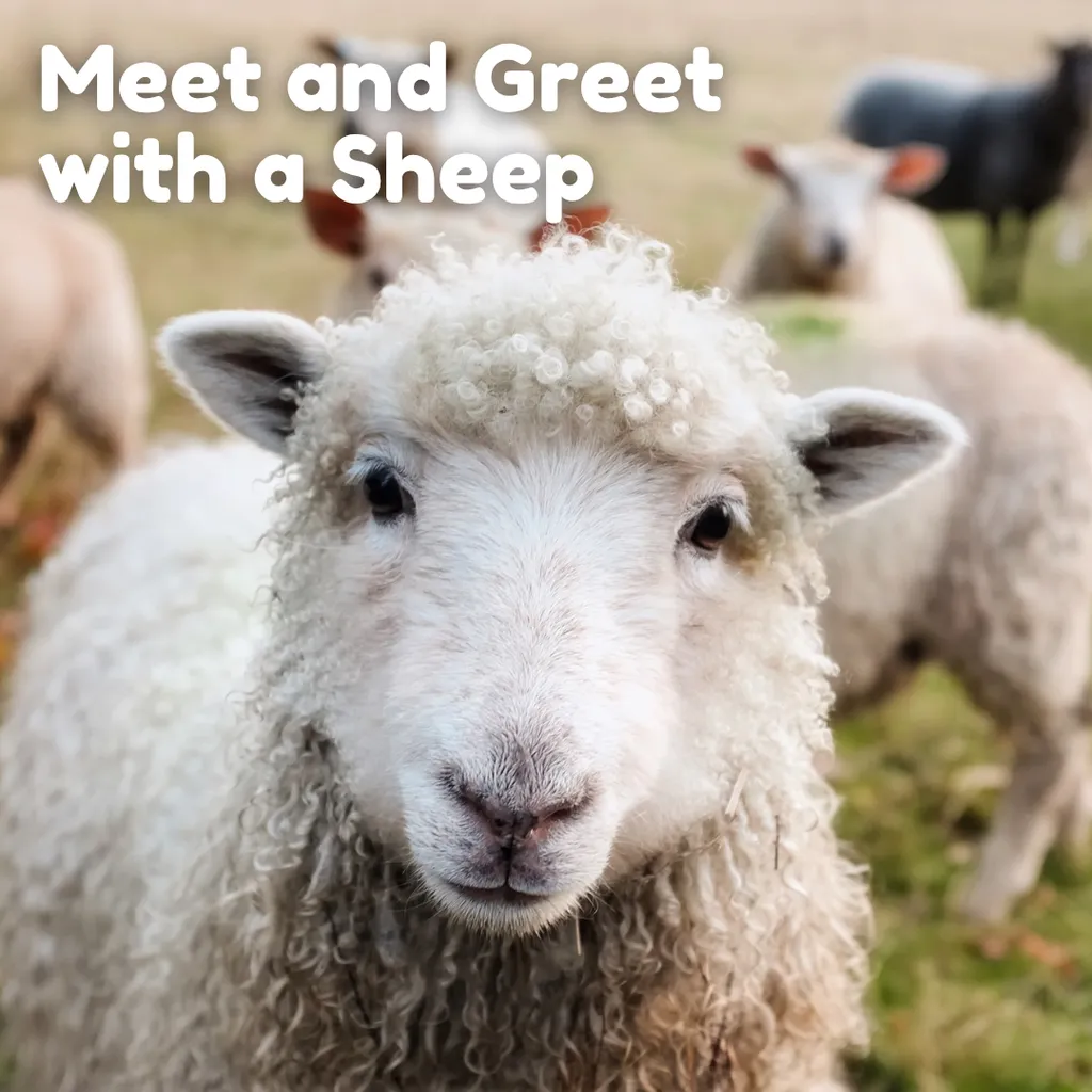 Meet & Greet with a Sheep In-Person