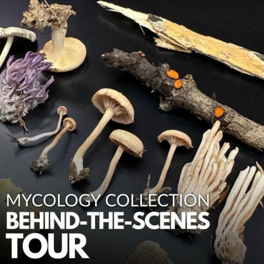 Behind the Scenes of the Mycology Collections