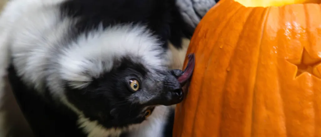 Squishing of the Squash