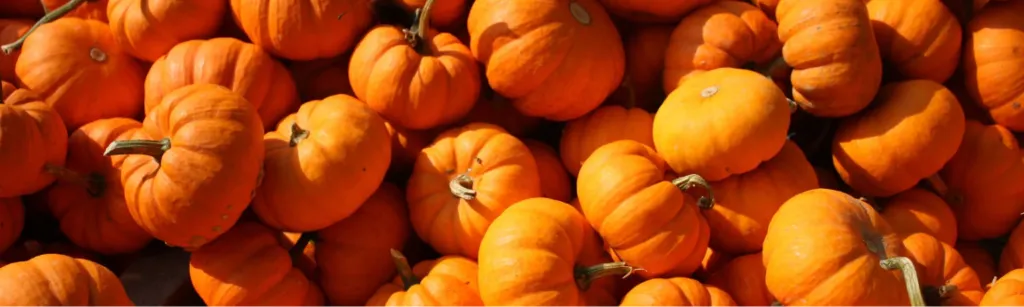 Pumpkin Spice Saturday