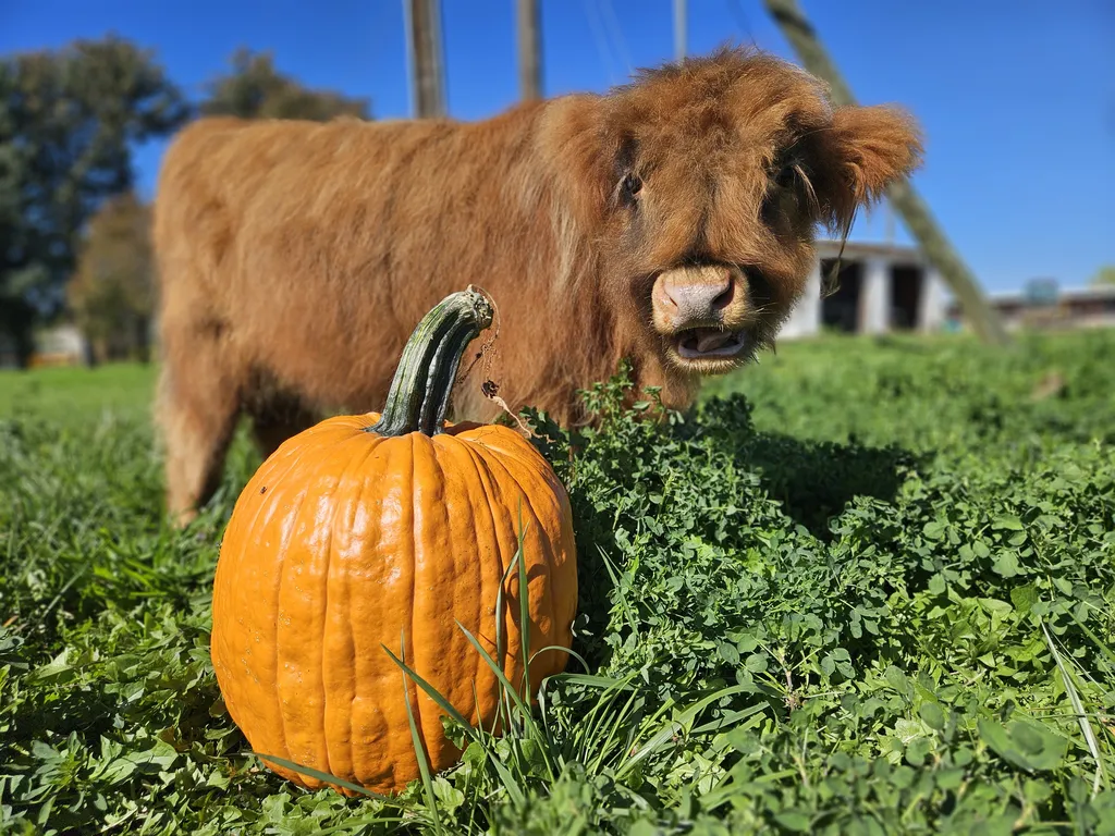 Pappy's Fall on the Farm