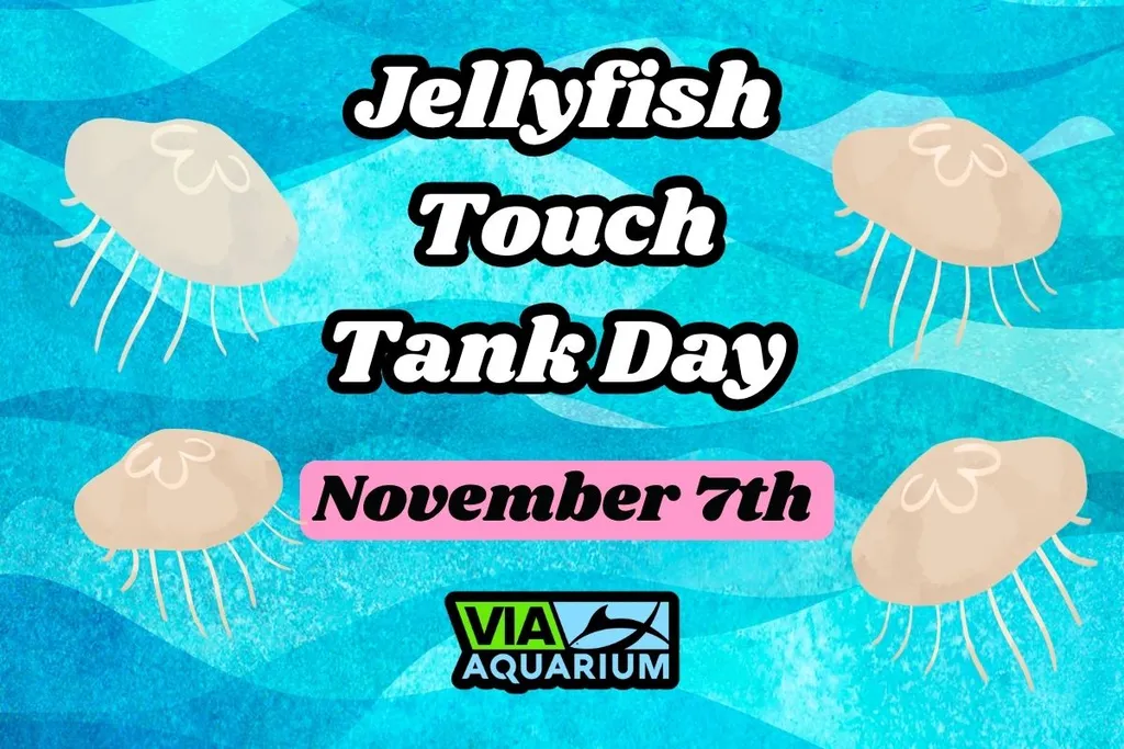 Jellyfish Touch Tank Day