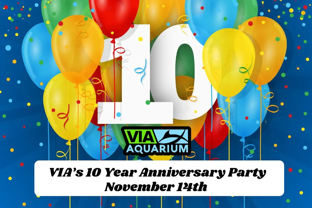 VIA Aquarium's 10 Year Anniversary Party