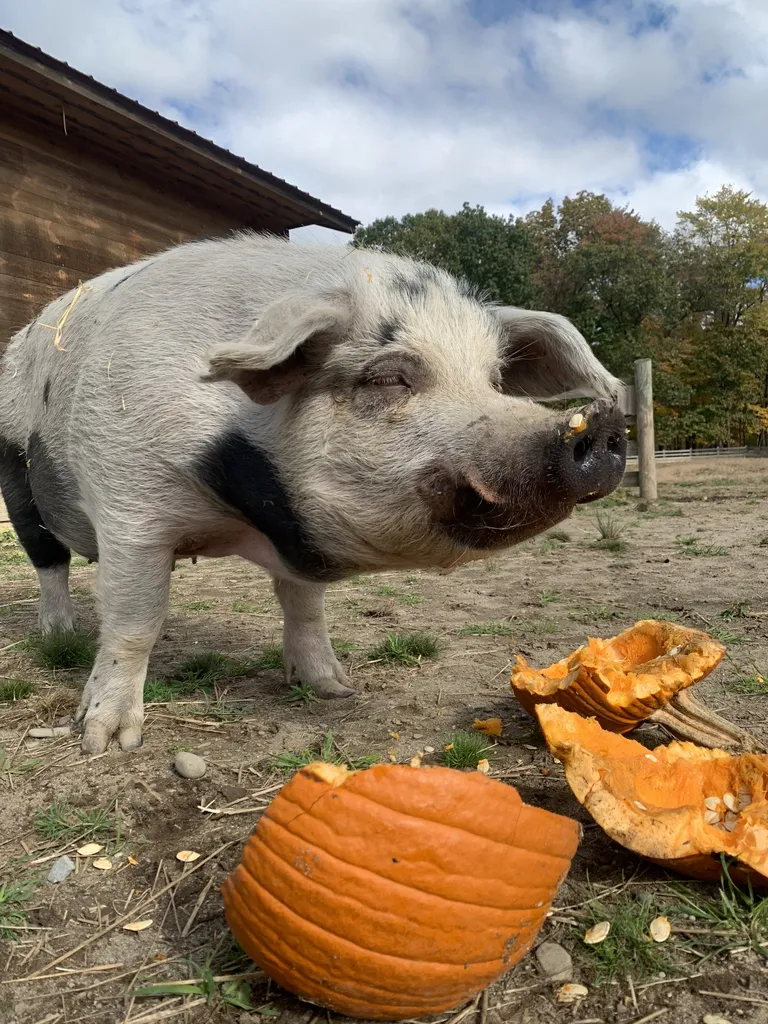 Pumpkins and Pigs