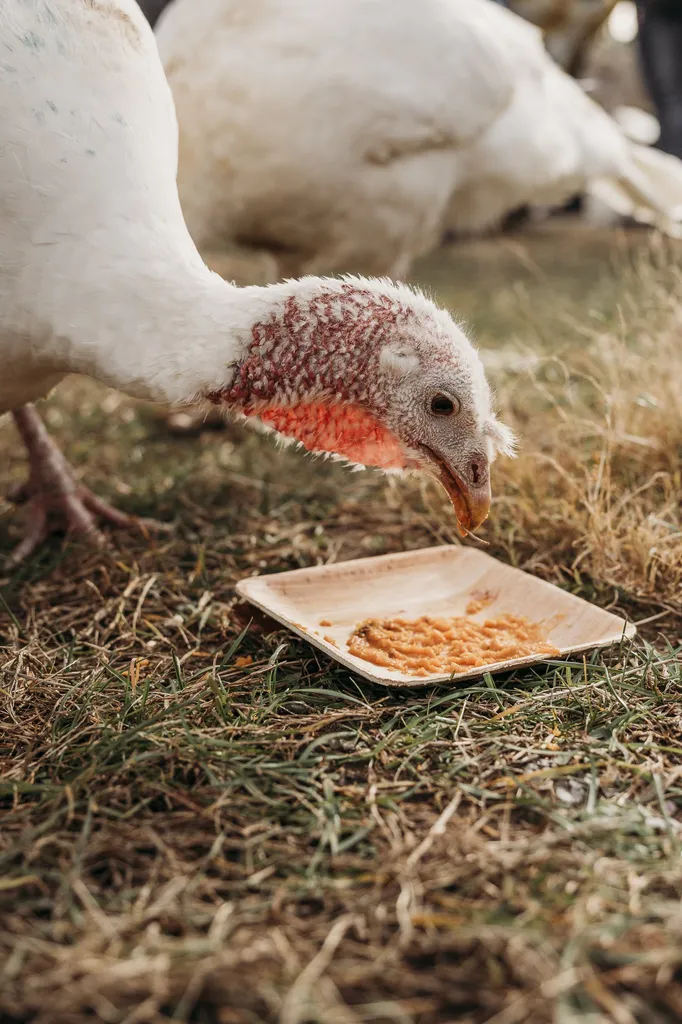 Celebrate Turkeys!