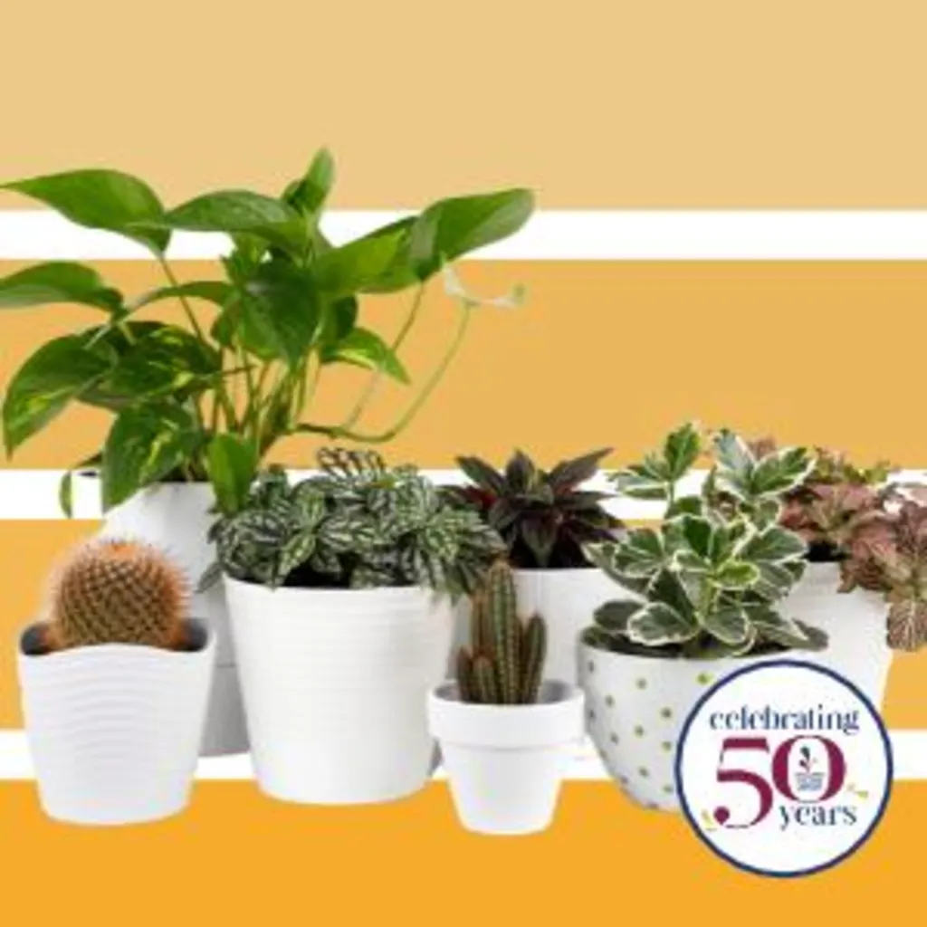 Houseplant Swap
