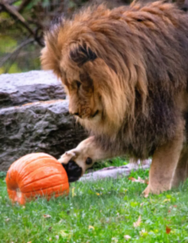 Pumpkin SMASH