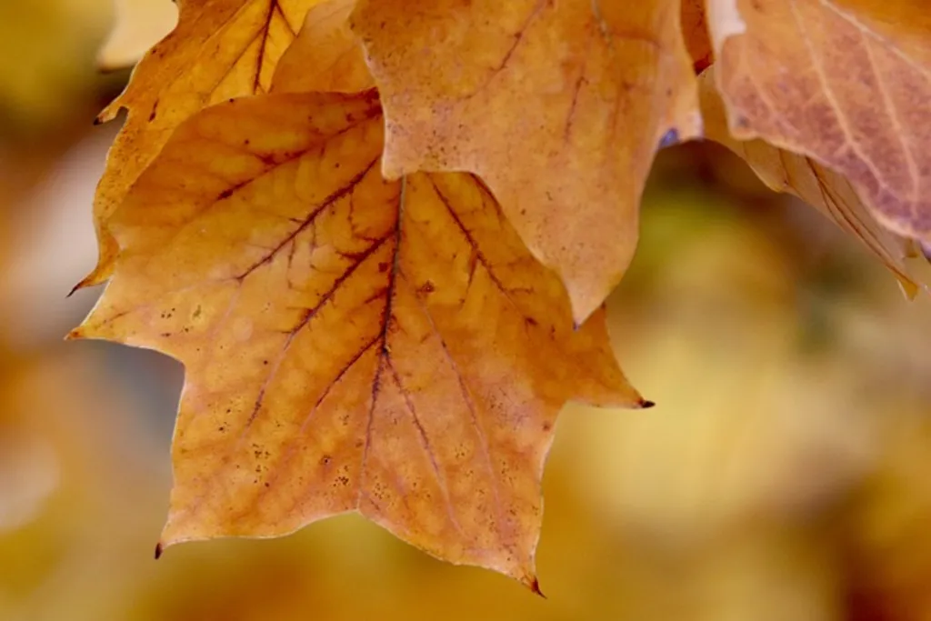 An Old-Fashioned Fall Puzzle Derby In-Person