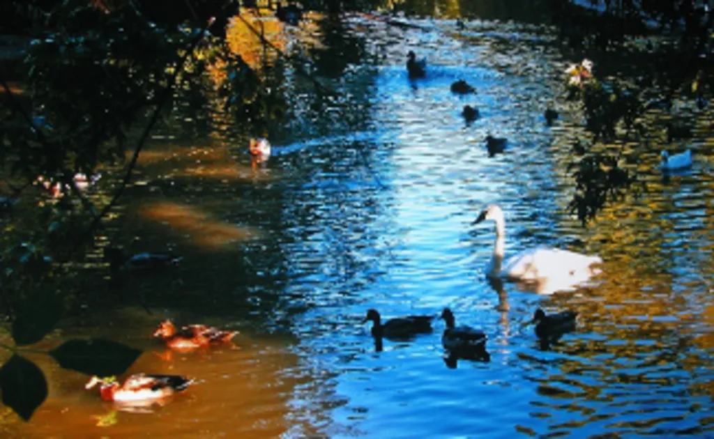 Commons Park