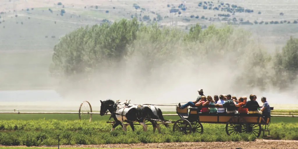 Young Living Lavender Farm