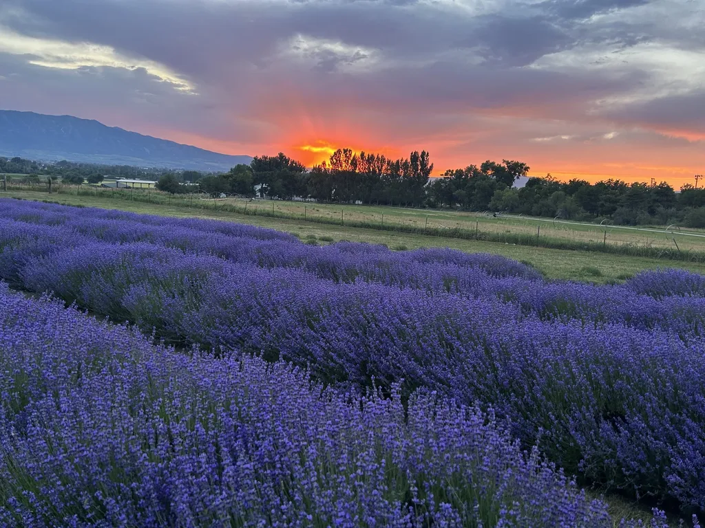 Lavender Festival
